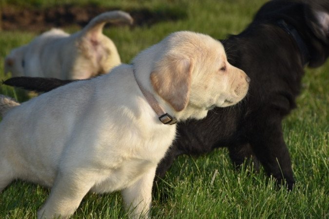 Labrador