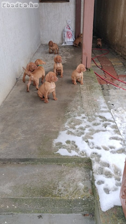 Magyar vizsla kiskutyák keresik szerető gazdàjukat