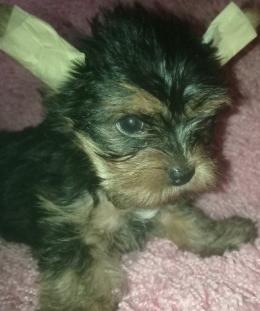 Yorkshire terrier