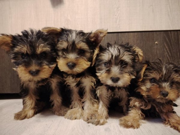 Yorkshire terrier