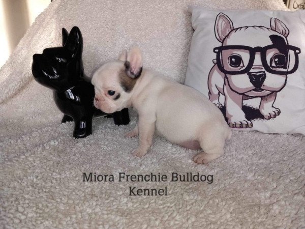 Francia bulldog