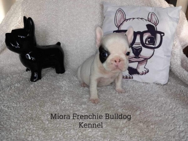 Francia bulldog