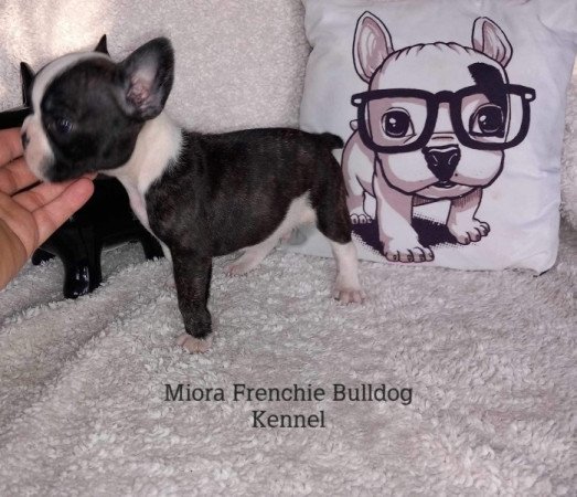 Francia Bulldog