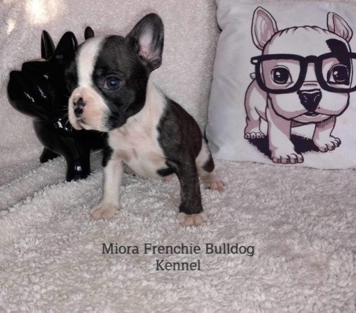 Francia Bulldog