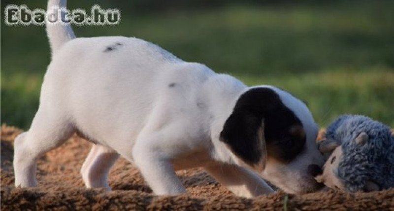 Gyönyörű Jack Russell Terrier kölykök