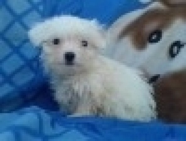 Bichon havanese