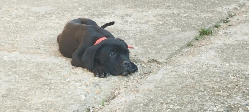 Cane corso