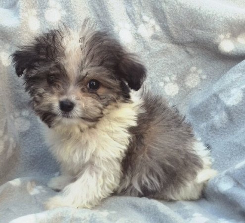 Bichon havanese