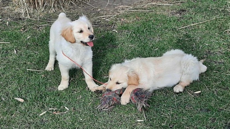 Golden retriever