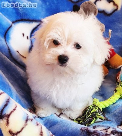 Gyönyörűszép  Bichon Havanese kis méretű kiskutyák