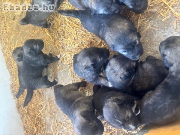 Eladó Kaukázusi kiskutyák