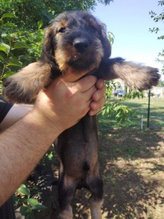 Szálkásszőrű tacskó