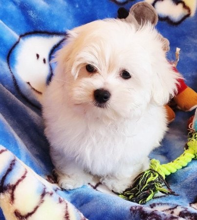 Bichon Havanese