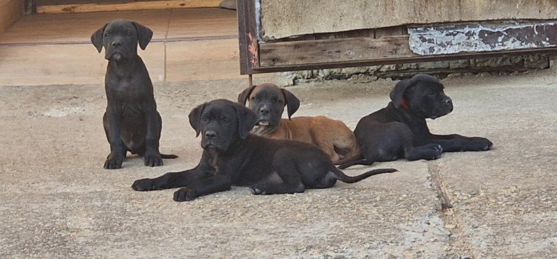Cane corso