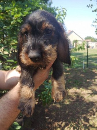 Szálkásszőrű tacskó