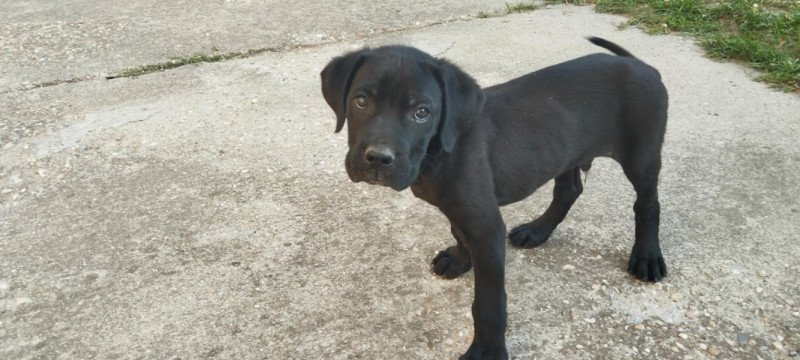 Cane corso