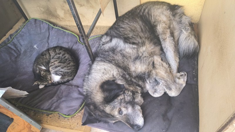 2360 Gyál Mátyás király utca 4