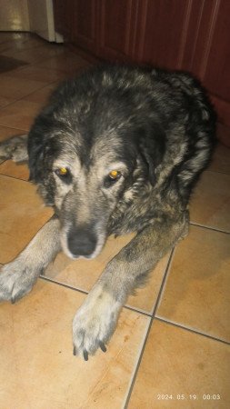 2360 Gyál Mátyás király utca 4