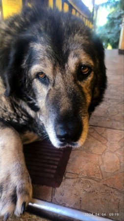 2360 Gyál Mátyás király utca 4