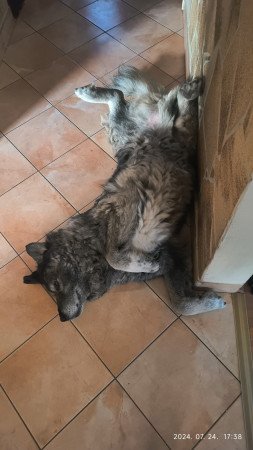 2360 Gyál Mátyás király utca 4