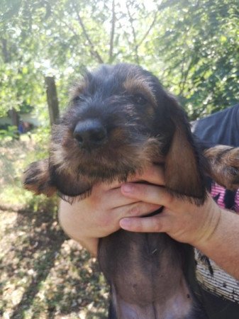 Szálkásszőrű tacskó