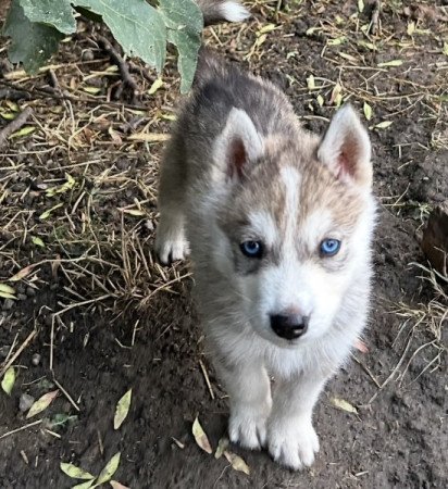Husky