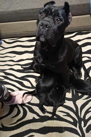 Cane Corso fajtajellegű