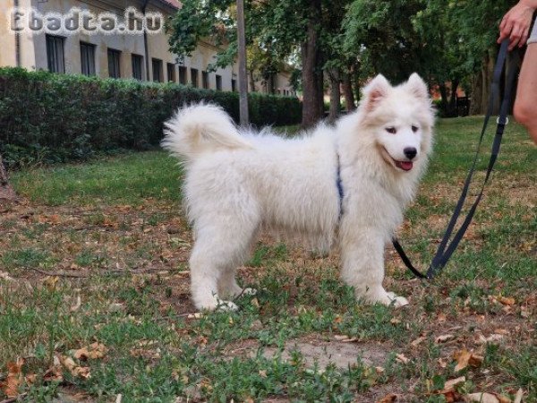 törzskönyves szamojéd kiskutya