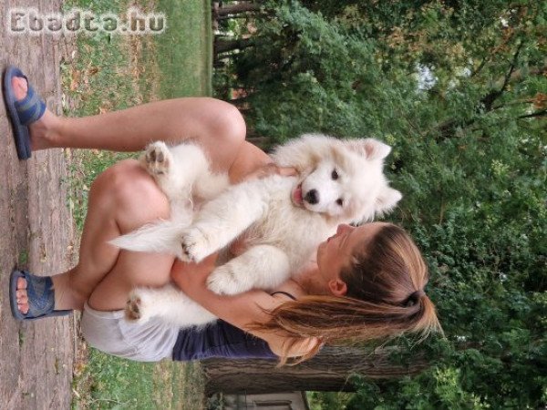 törzskönyves szamojéd kiskutya