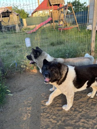 Amerikai Akita kutyák eladók