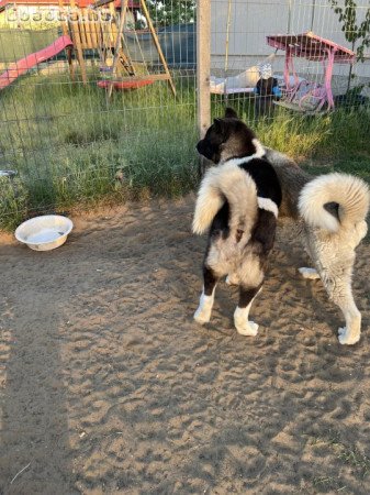 Amerikai Akita kutyák eladók