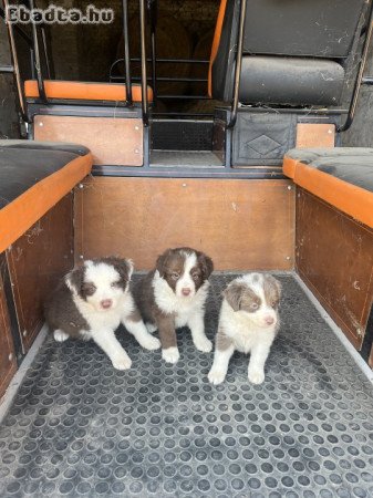 Border Collie jellegű kiskutyák