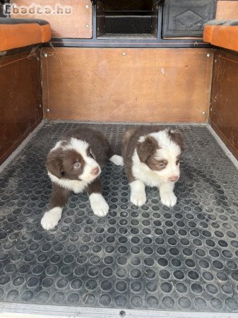 Border Collie jellegű kiskutyák