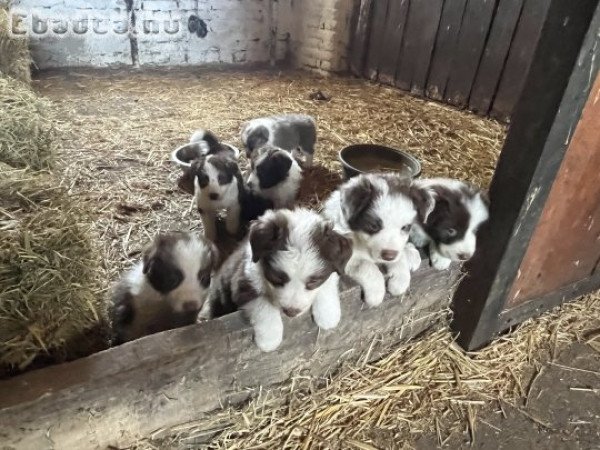 Border Collie jellegű kiskutyák