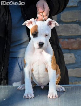 Amerikai staffordshire terrier kölykök