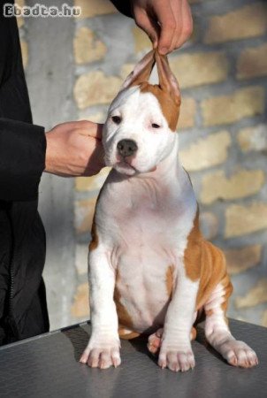 Amerikai staffordshire terrier kölykök