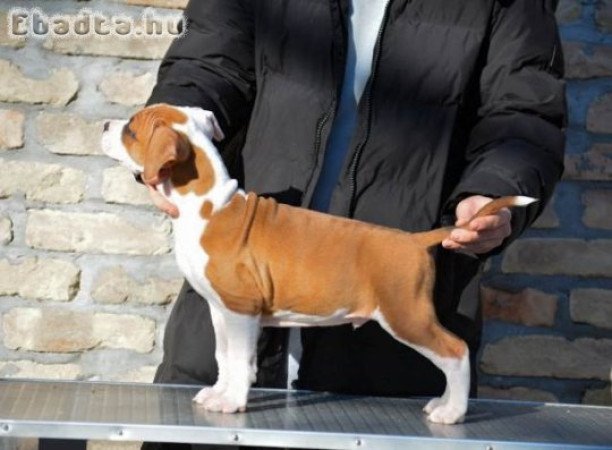 Amerikai staffordshire terrier kölykök