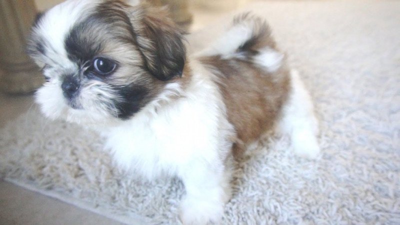 Shih tzu