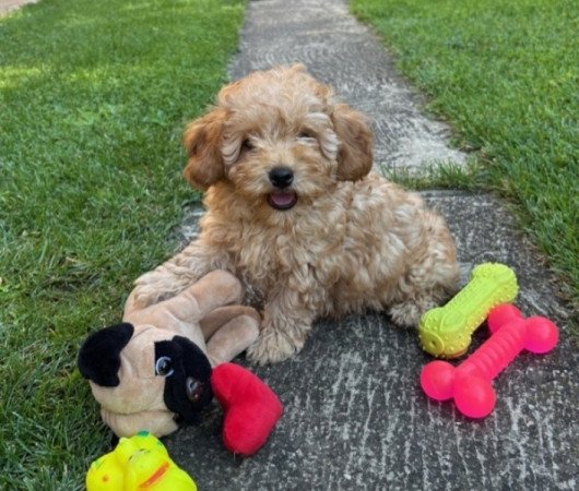 Maltipoo