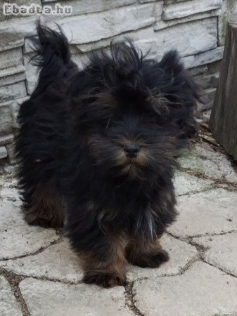 Bichon havanese