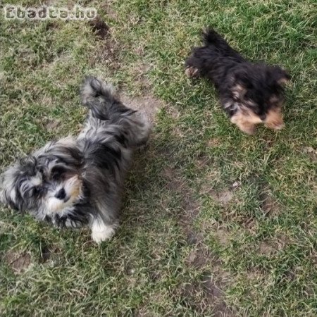 Bichon havanese