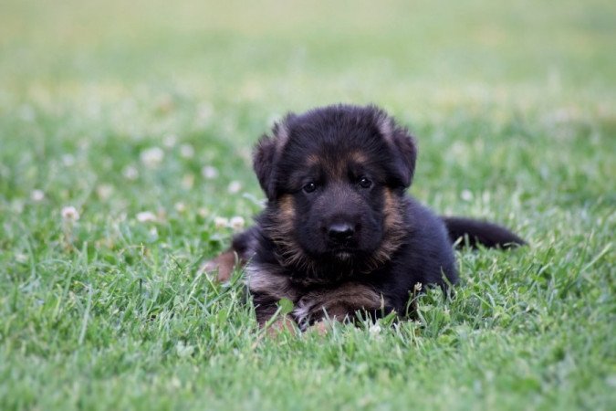 németjuhász (német juhász)