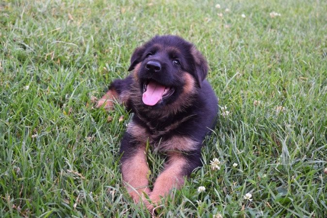 németjuhász (német juhász)