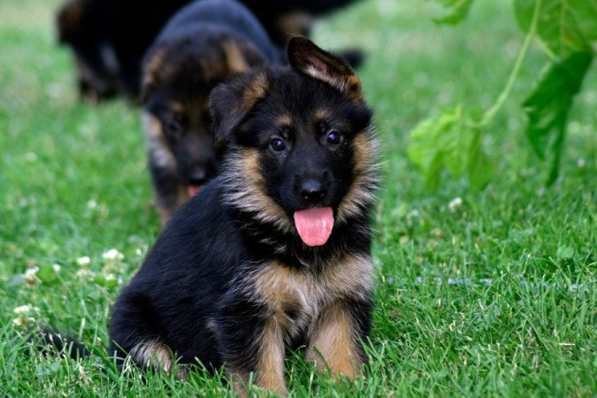 németjuhász (német juhász)