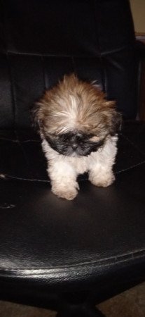 Shih-tzu