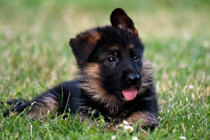 németjuhász (német juhász)