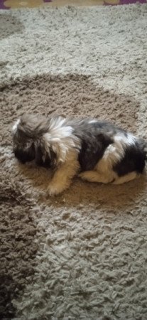 Shih-tzu