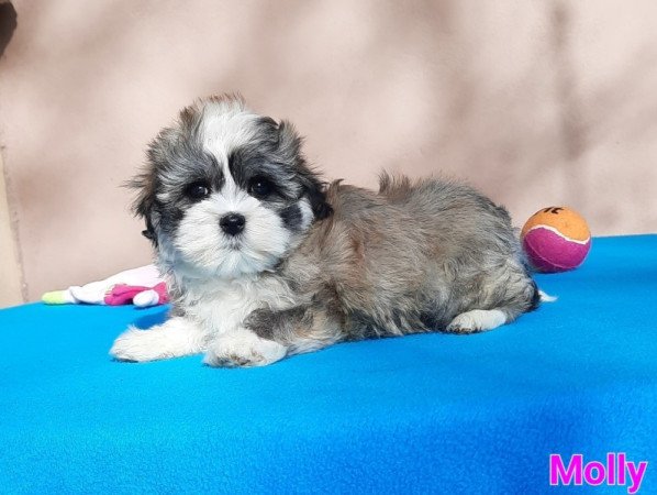 Bichon Havanese