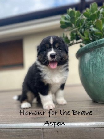 ausztrál juhászkutya