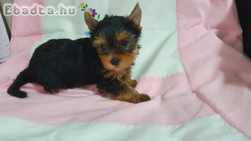 yoki kislány babák